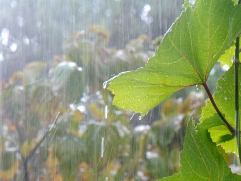 【外壁塗装の判断基準】「小雨ならOK」は本当？塗装を中止すべき湿度と天候の境界線